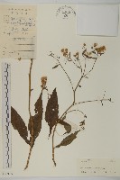 山白蘭藏品圖，第1張