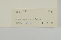 山白蘭藏品圖，第3張