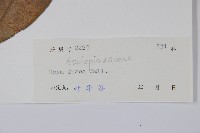 黃花球蘭藏品圖，第2張