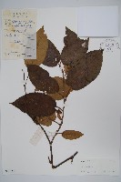 登錄號:S039169藏品圖，第1張