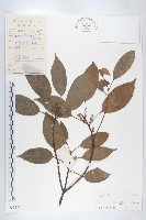 薯豆藏品圖，第1張