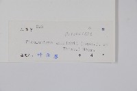 貴州瓜馥木藏品圖，第2張