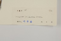大丁黃藏品圖，第3張