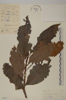 青江藤藏品圖，第1張