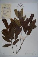 廣東冬青藏品圖，第1張