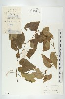 全緣括樓藏品圖，第1張