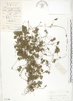 蛇莓、地莓、龍吐珠藏品圖，第1張