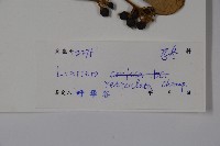 皺葉忍冬藏品圖，第2張