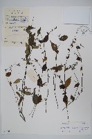 曲枝假藍藏品圖，第1張