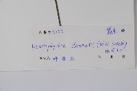 曲枝假藍藏品圖，第2張