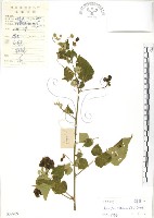 冬葵子藏品圖，第1張