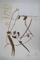 隱鱗藤藏品圖，第1張