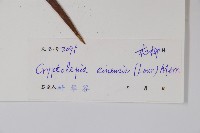 隱鱗藤藏品圖，第2張