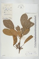 牛耳楓藏品圖，第1張