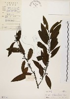 山胡椒藏品圖，第1張