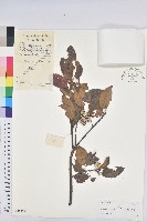 白臼藏品圖，第1張