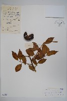 屈頭雞藏品圖，第1張