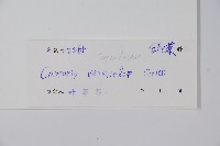 屈頭雞藏品圖，第2張