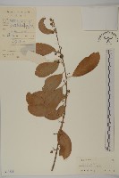 南華南蛇藤，青江藤藏品圖，第1張