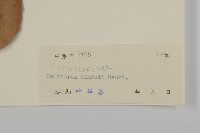 南華南蛇藤，青江藤藏品圖，第3張