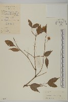 大丁黃藏品圖，第1張