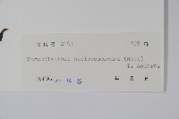 球花馬藍藏品圖，第2張