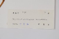 直角鳳仙花藏品圖，第2張