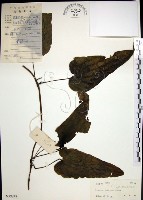 百部藏品圖，第1張