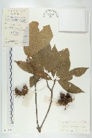 猴歡喜藏品圖，第1張