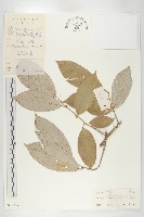 登錄號:S039249藏品圖，第1張