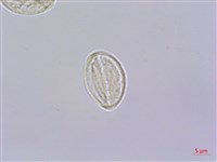 糯米團藏品圖，第2張