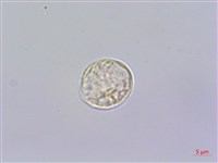 糯米團藏品圖，第3張