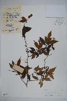 密毛假黃楊藏品圖，第1張