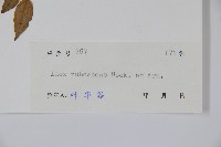 密毛假黃楊藏品圖，第2張