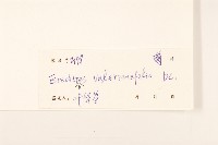 飛機草藏品圖，第3張