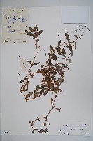 華鳳仙藏品圖，第1張