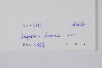 華鳳仙藏品圖，第2張