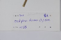 華九頭獅子草藏品圖，第2張