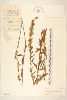 一枝黃花藏品圖，第1張