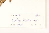 一枝黃花藏品圖，第3張