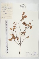 紅葉藤藏品圖，第1張