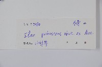 密毛假黃楊藏品圖，第2張