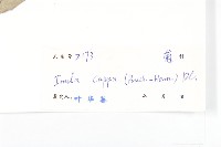 羊耳菊藏品圖，第3張