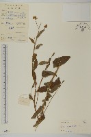 山白蘭藏品圖，第1張