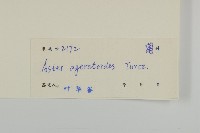 山白蘭藏品圖，第3張