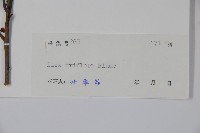 三花冬青藏品圖，第2張