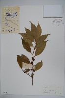 臺灣糊樗藏品圖，第1張