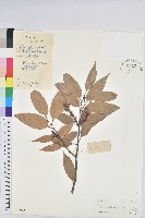 反刺苦櫧藏品圖，第1張