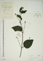 馬櫻丹藏品圖，第1張