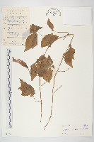 番仔藤藏品圖，第1張